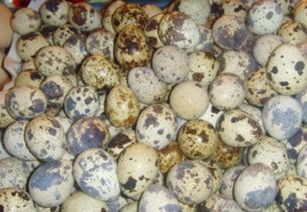 全国供应鹌鹑蛋及全产业链服务 厂家直销批发与饲料原料销售指南