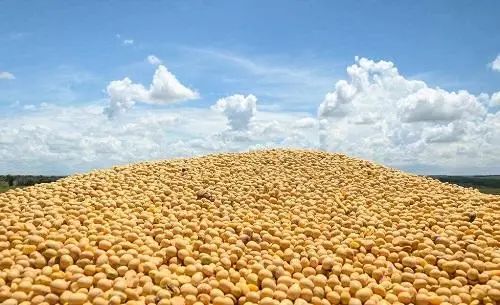 坚挺的大豆价格还能“挺”多久？饲料原料销售面临后市风险